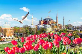 Blick über rote Tulpen während des Tulpenfestivals auf die Hagia Sophia in Istanbul unter blauem Himmel