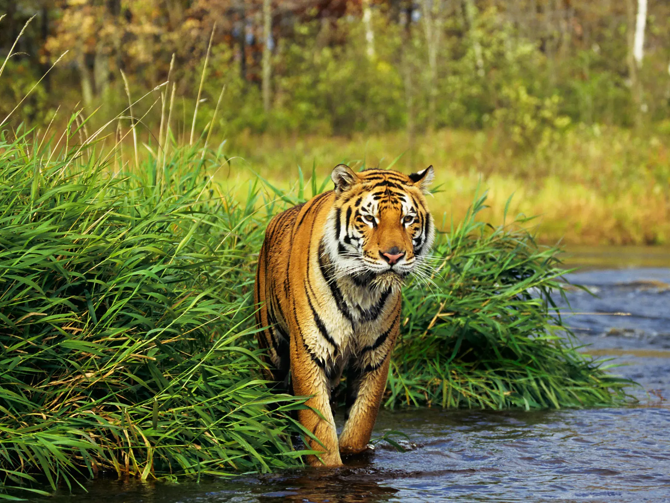 Majestätischer Tiger verlässt das grüne Schilf und watet durch einen Fluss im Ranthambore-Nationalpark in Indien.