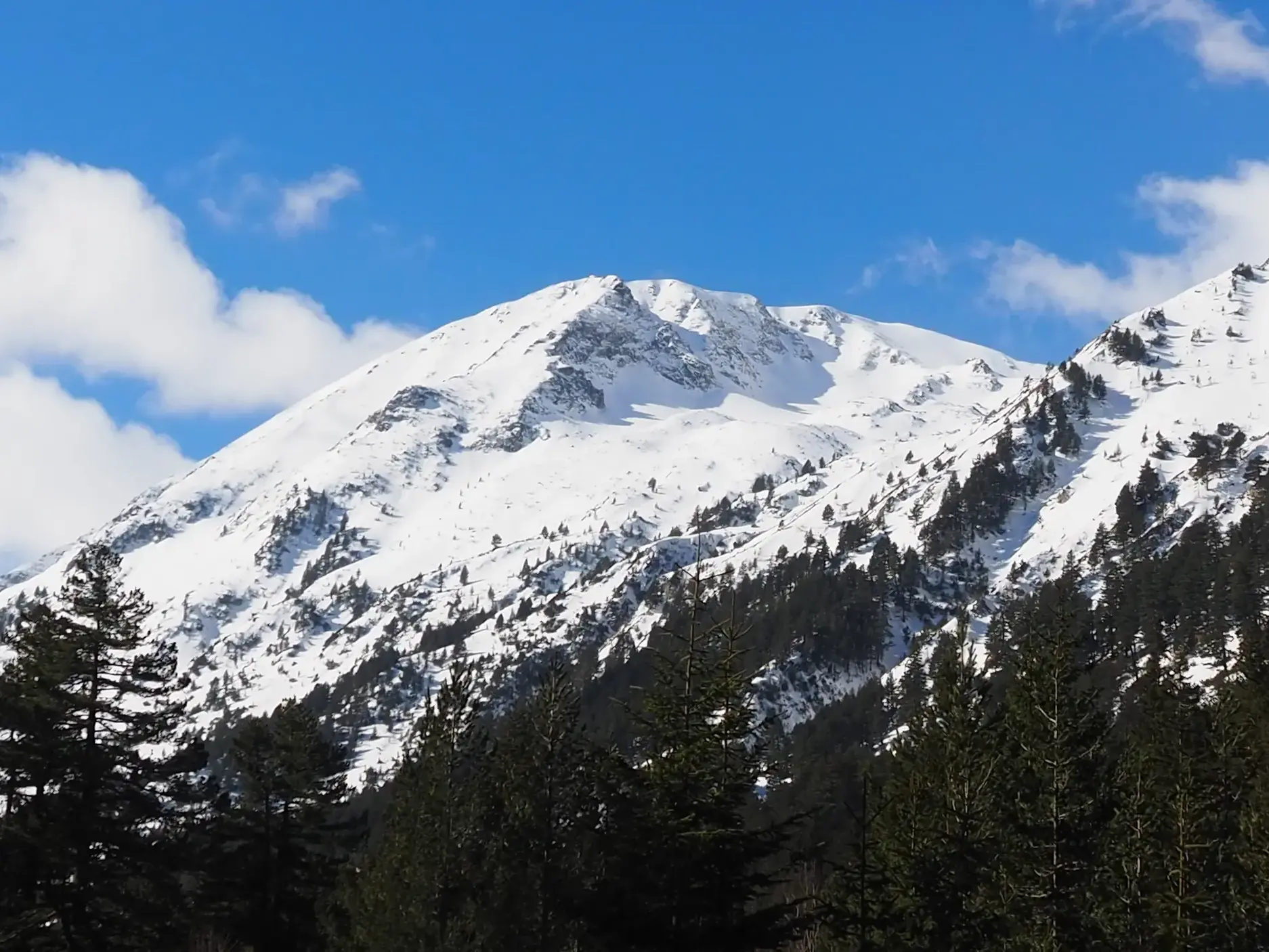Majestätischer, schneebedeckter Berggipfel im bulgarischen Pirin-Gebirge, eingerahmt von Tannen unter blauem Himmel.