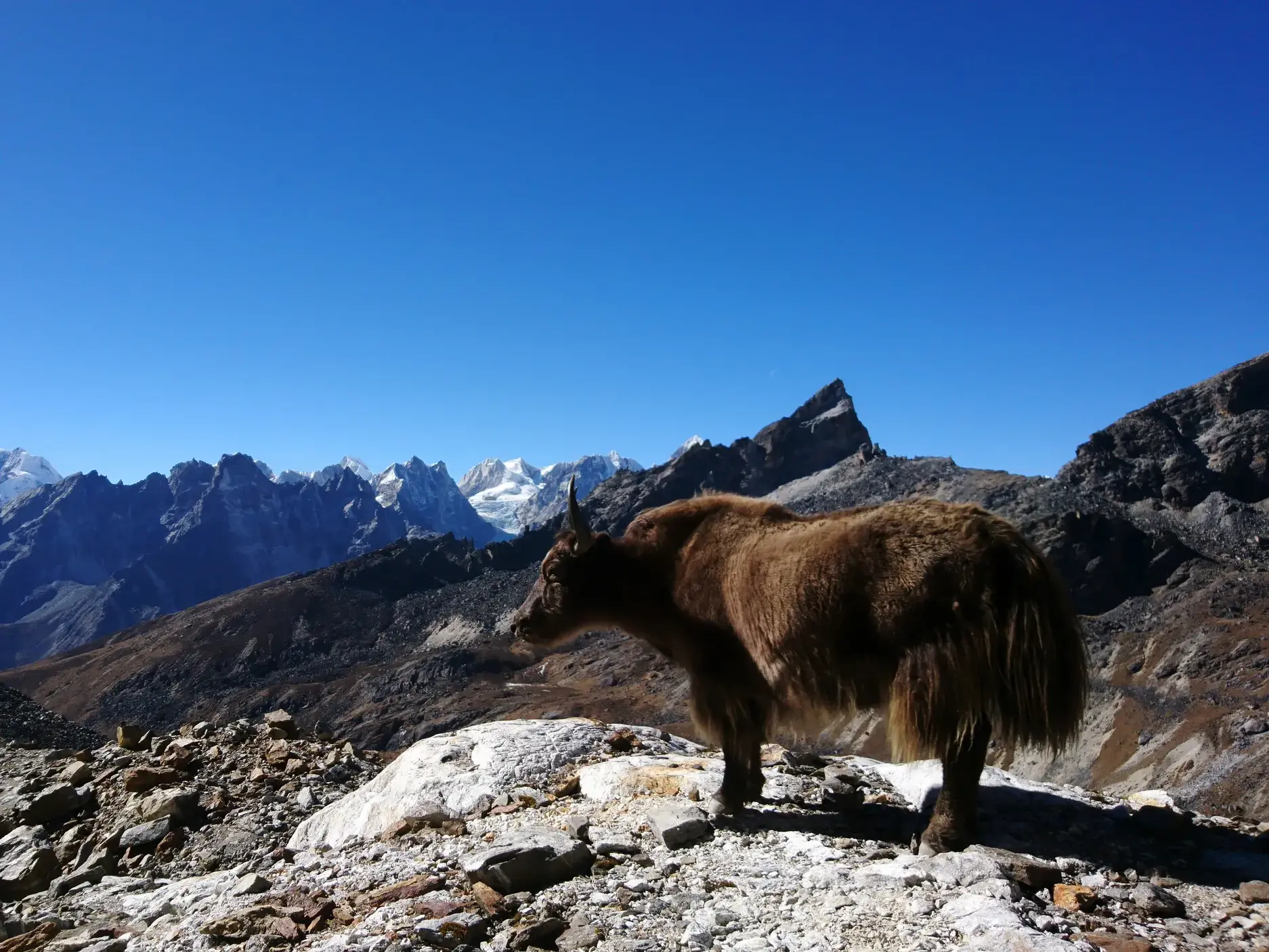 Ein zotteliges Yak auf einem felsigen Grat vor der grandiosen Kulisse schneebedeckter Gipfel im nepalesischen Himalaya.