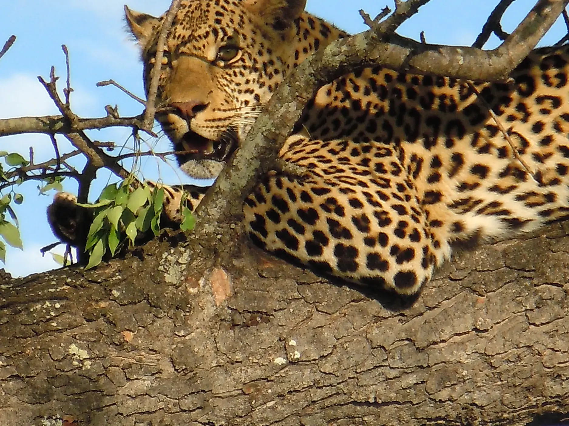 Ein Leopard, einer der Big Five, ruht auf einem dicken Ast in einem Baum in Südafrika.