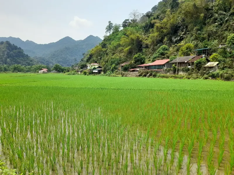 Leuchtend grünes Reisfeld in einem Tal in Nordvietnam, im Hintergrund traditionelle Häuser am Fuße bewaldeter Berge.