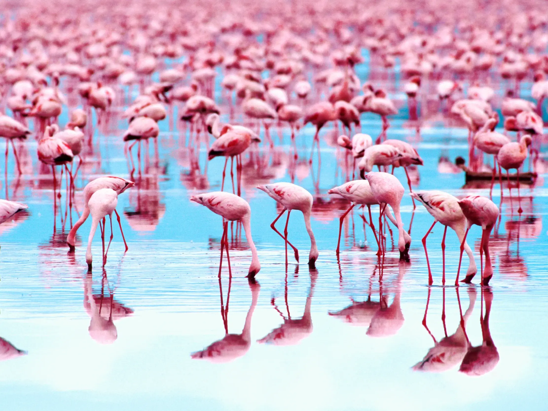 Ein Meer aus rosaroten Flamingos bei der Nahrungssuche im seichten, blauen Wasser der Laguna de Oviedo.