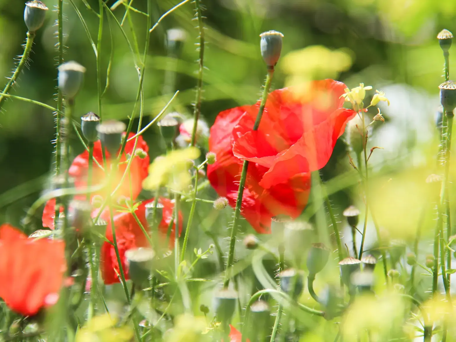 Leuchtend rote Mohnblumen und grüne Mohnkapseln in einem Feld während einer Wanderung durch die Natur in Masuren, Polen.