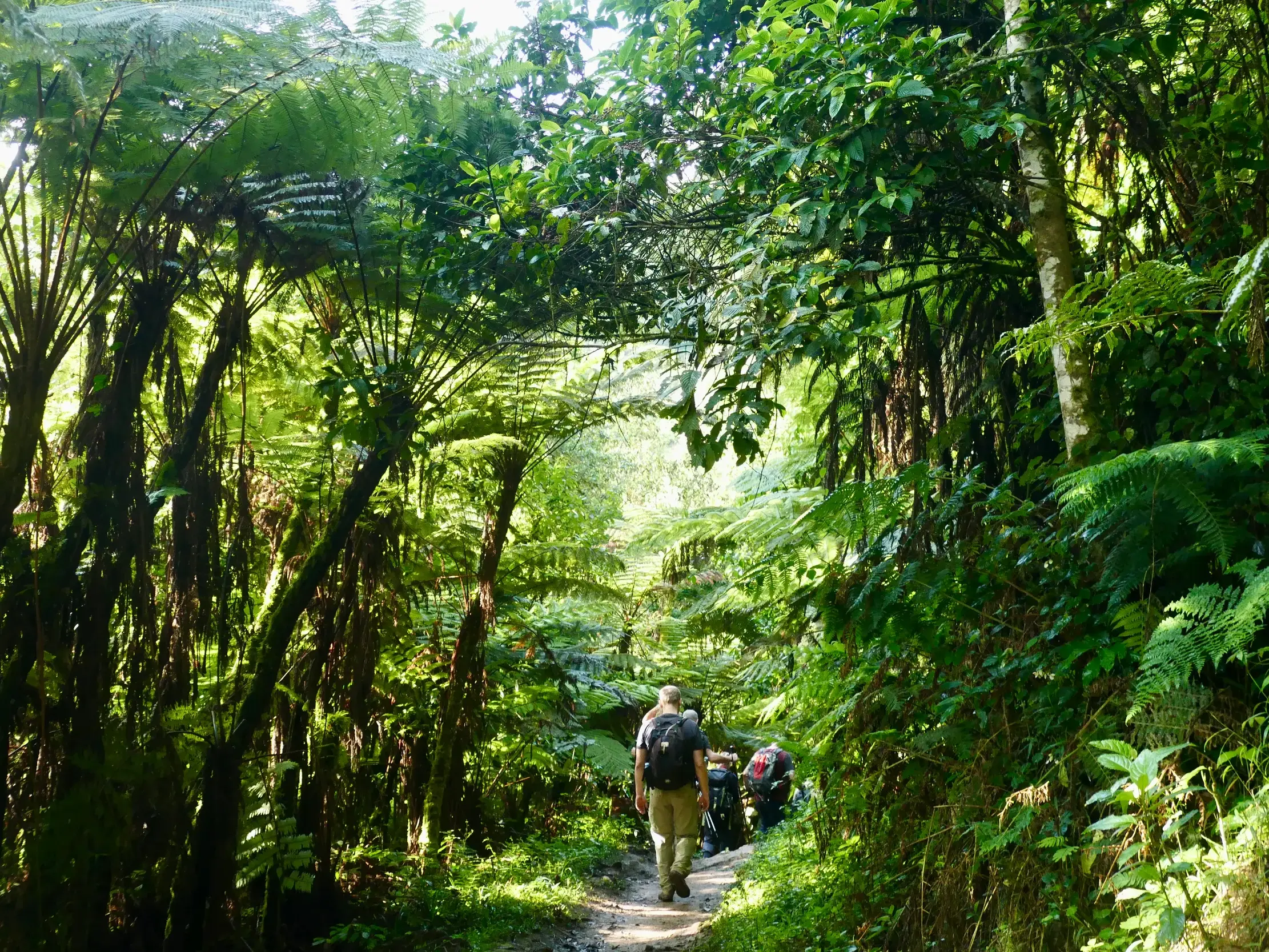 Eine Hauser-Wandergruppe auf einem Trekkingpfad durch den üppigen, grünen Regenwald des Ruwenzori-Nationalparks in Uganda.