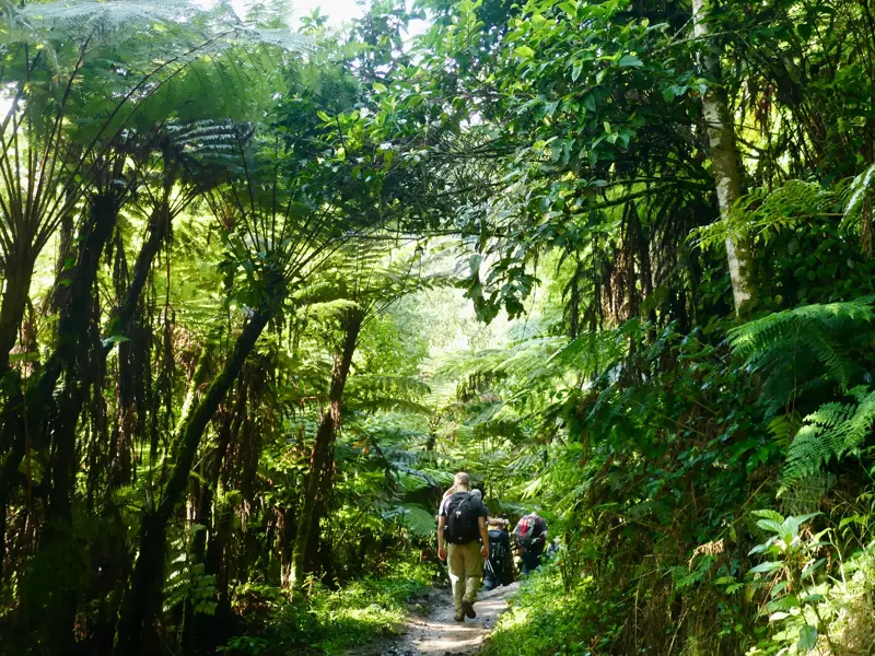 Eine Hauser-Wandergruppe auf einem Trekkingpfad durch den üppigen, grünen Regenwald des Ruwenzori-Nationalparks in Uganda.