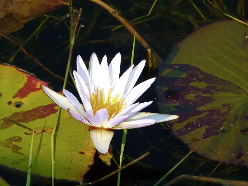 Eine einzelne weiße Seerose blüht zwischen großen, grünen Seerosenblättern auf dem dunklen Wasser des Okavango Deltas.