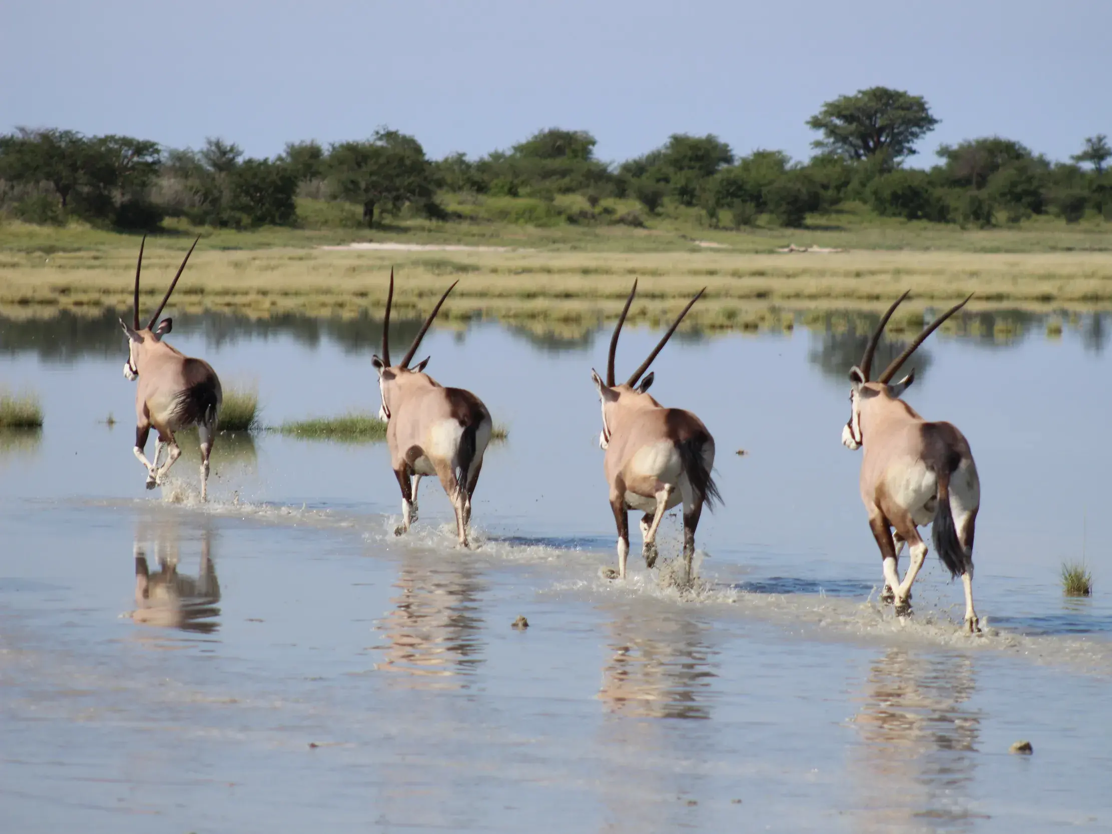 Vier Oryx-Antilopen mit langen Hörnern rennen durch ein Wasserloch in der weiten Savanne des Nxai Pan Nationalparks.