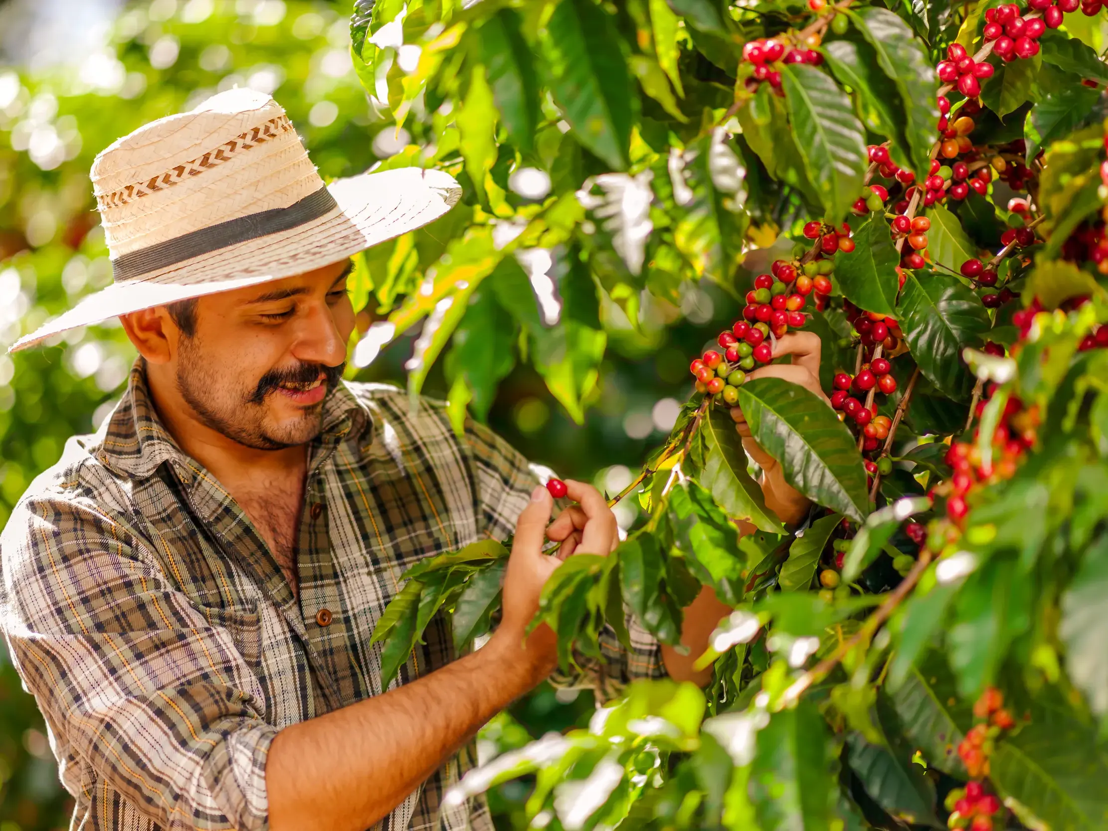 Ein lokaler Kaffeebauer mit Strohhut erklärt die Ernte und pflückt reife, rote Kaffeekirschen auf einer Ökofarm in Costa Rica.