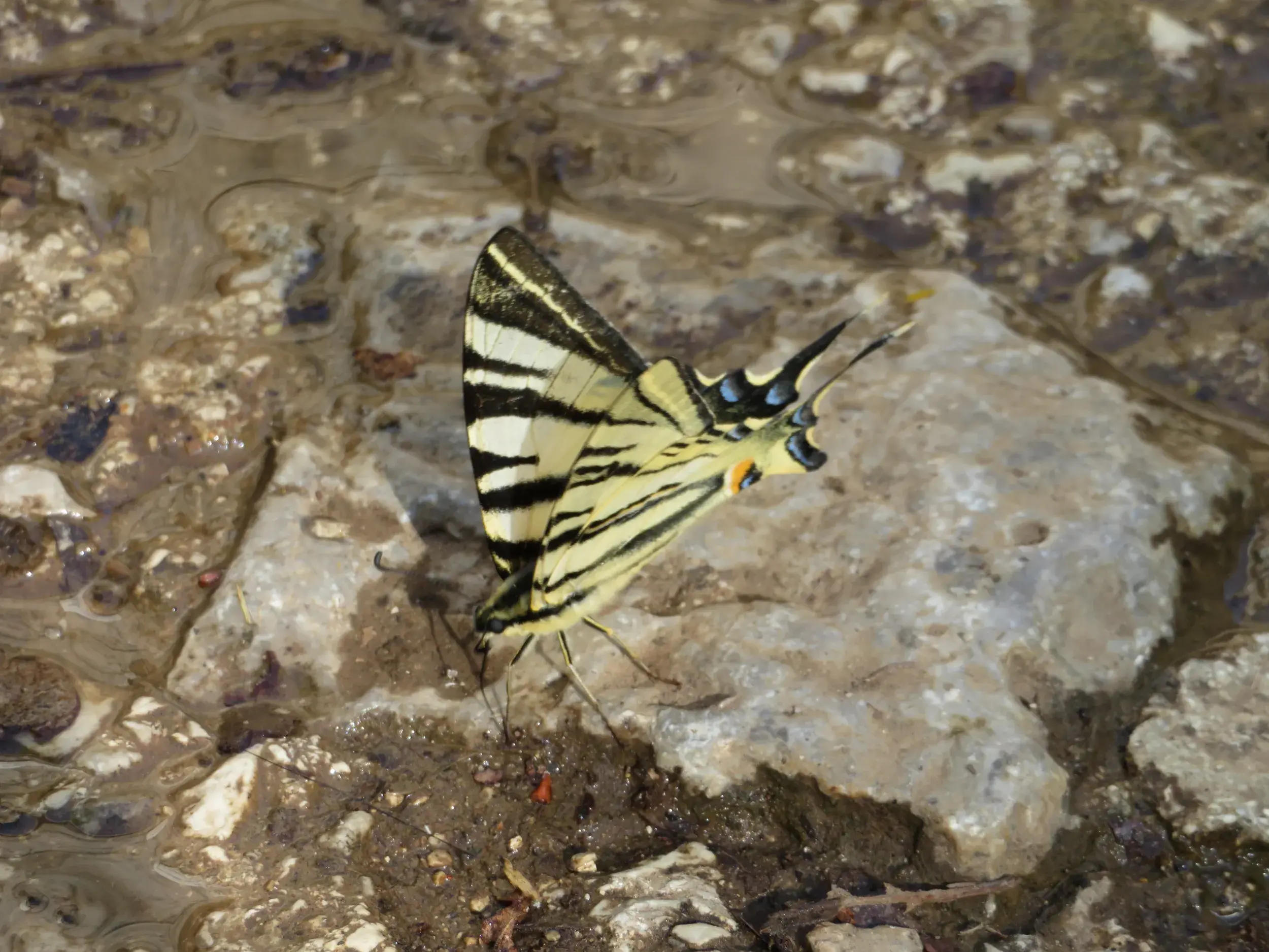 Ein gelb-schwarz gestreifter Segelfalter saugt Mineralien vom feuchten Felsboden während einer Wanderung in der Vikos-Schlucht.