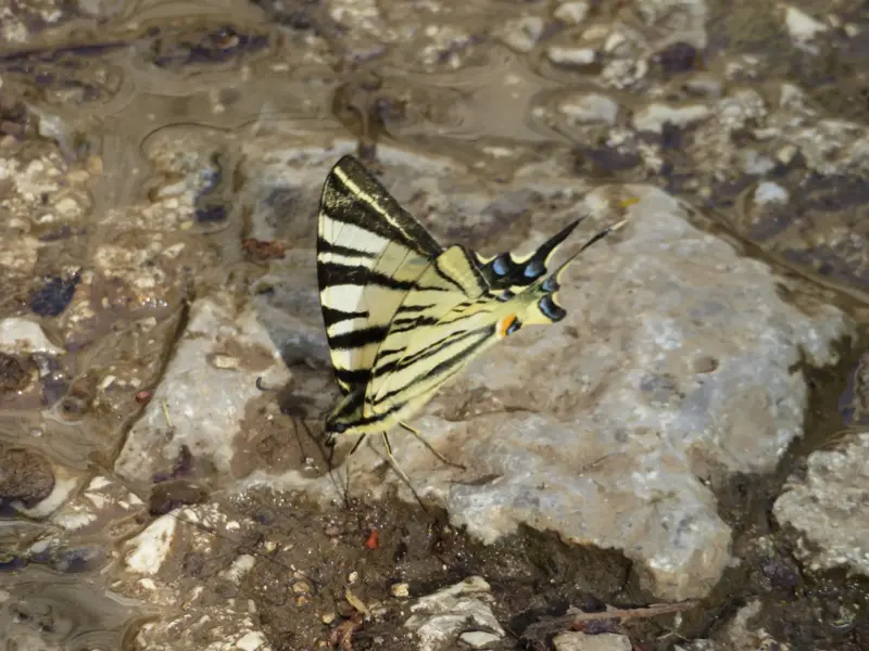 Ein gelb-schwarz gestreifter Segelfalter saugt Mineralien vom feuchten Felsboden während einer Wanderung in der Vikos-Schlucht.