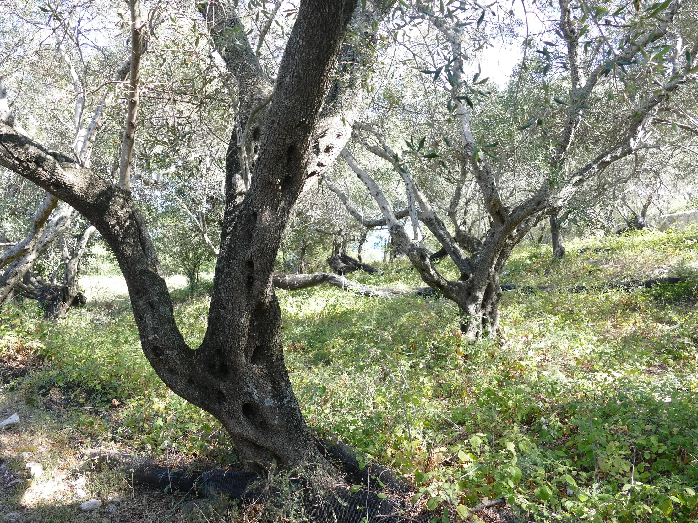 Ein alter, knorriger Olivenbaum in einem sonnigen Hain beim Wandern auf dem Korfu-Trail im Süden der griechischen Insel.