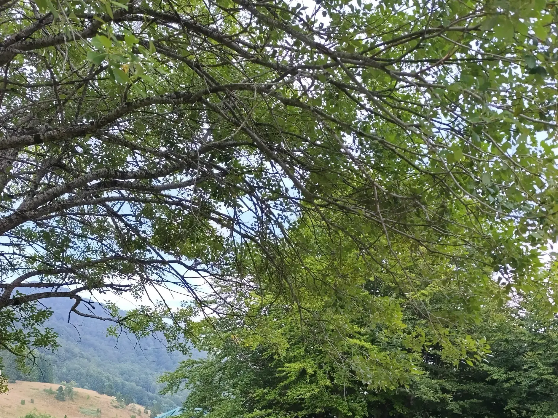 Blick durch die grünen Blätter und moosbewachsenen Äste eines Baumes auf eine weitläufige, bewaldete Hügellandschaft.