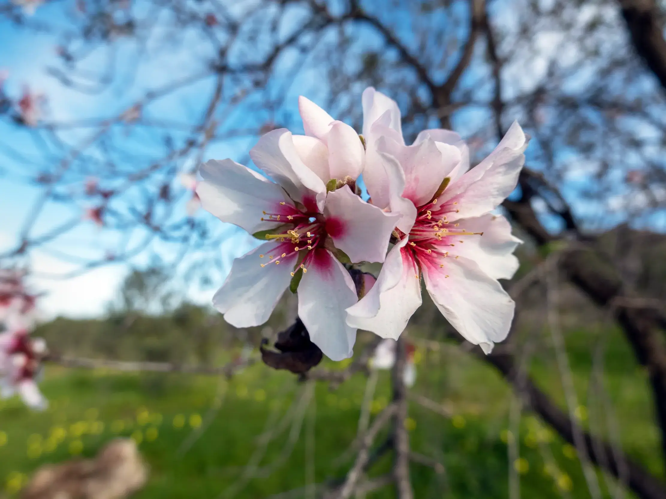 Nahaufnahme einer weiß-rosa Mandelblüte am Zweig im frühlingshaften Andalusien