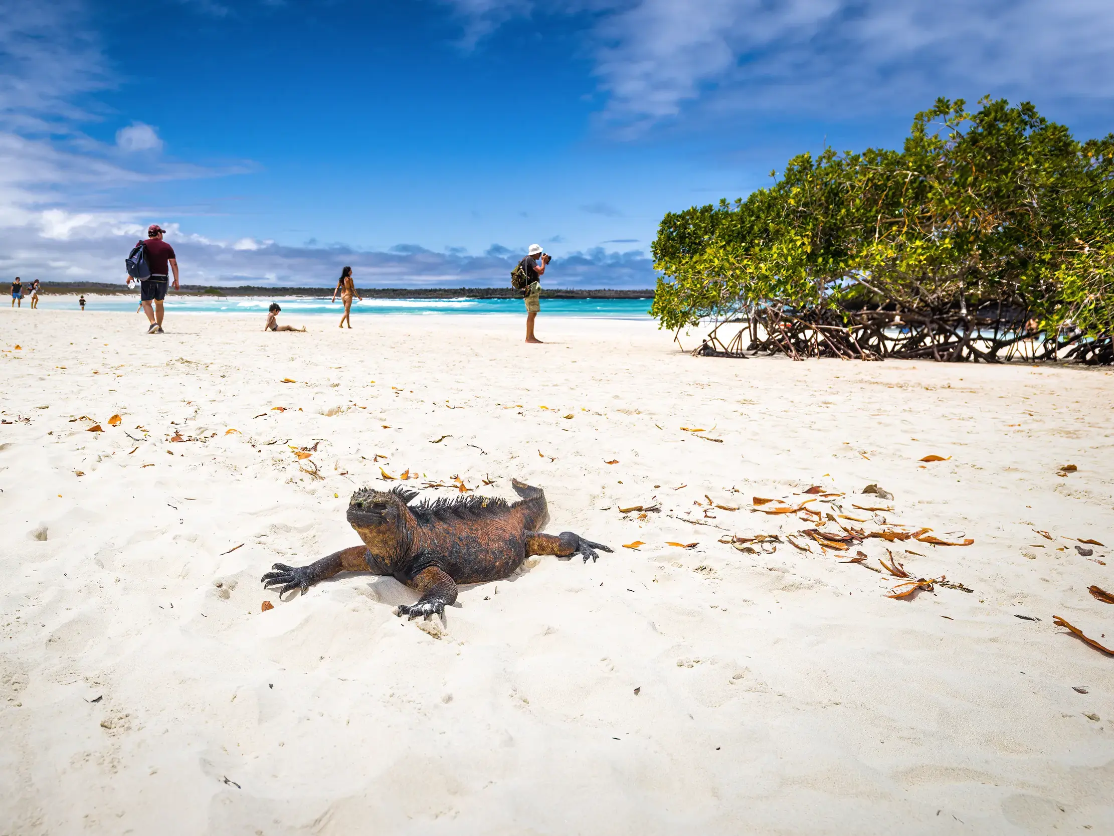 Eine Meerechse sonnt sich am weißen Sandstrand der Tortuga Bay, während im Hintergrund eine Kleingruppe das Naturparadies Galápagos erkundet.