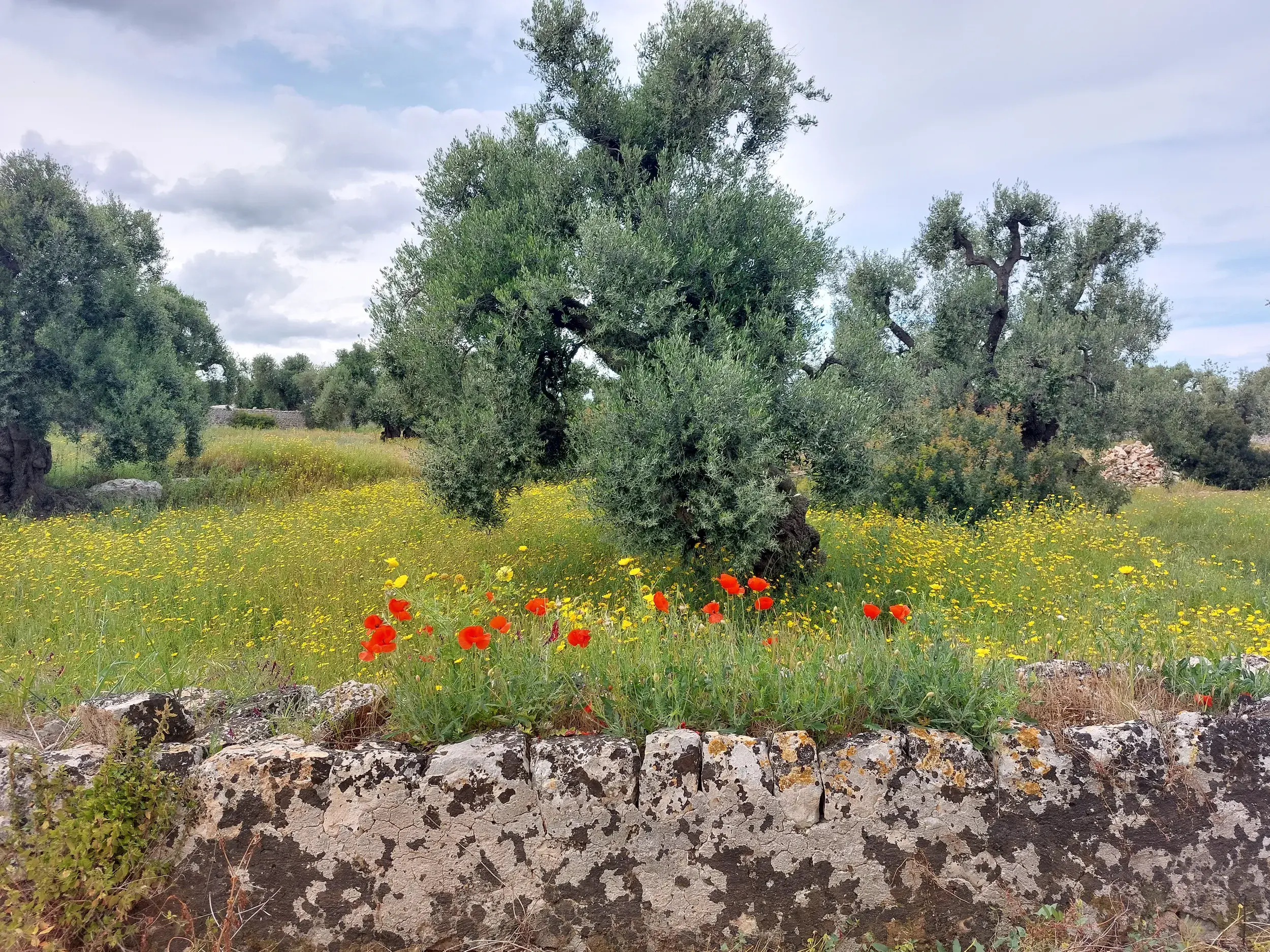 Knorrige, alte Olivenbäume in einem blühenden Feld mit gelben Wildblumen und Mohn in der malerischen Landschaft Apuliens.