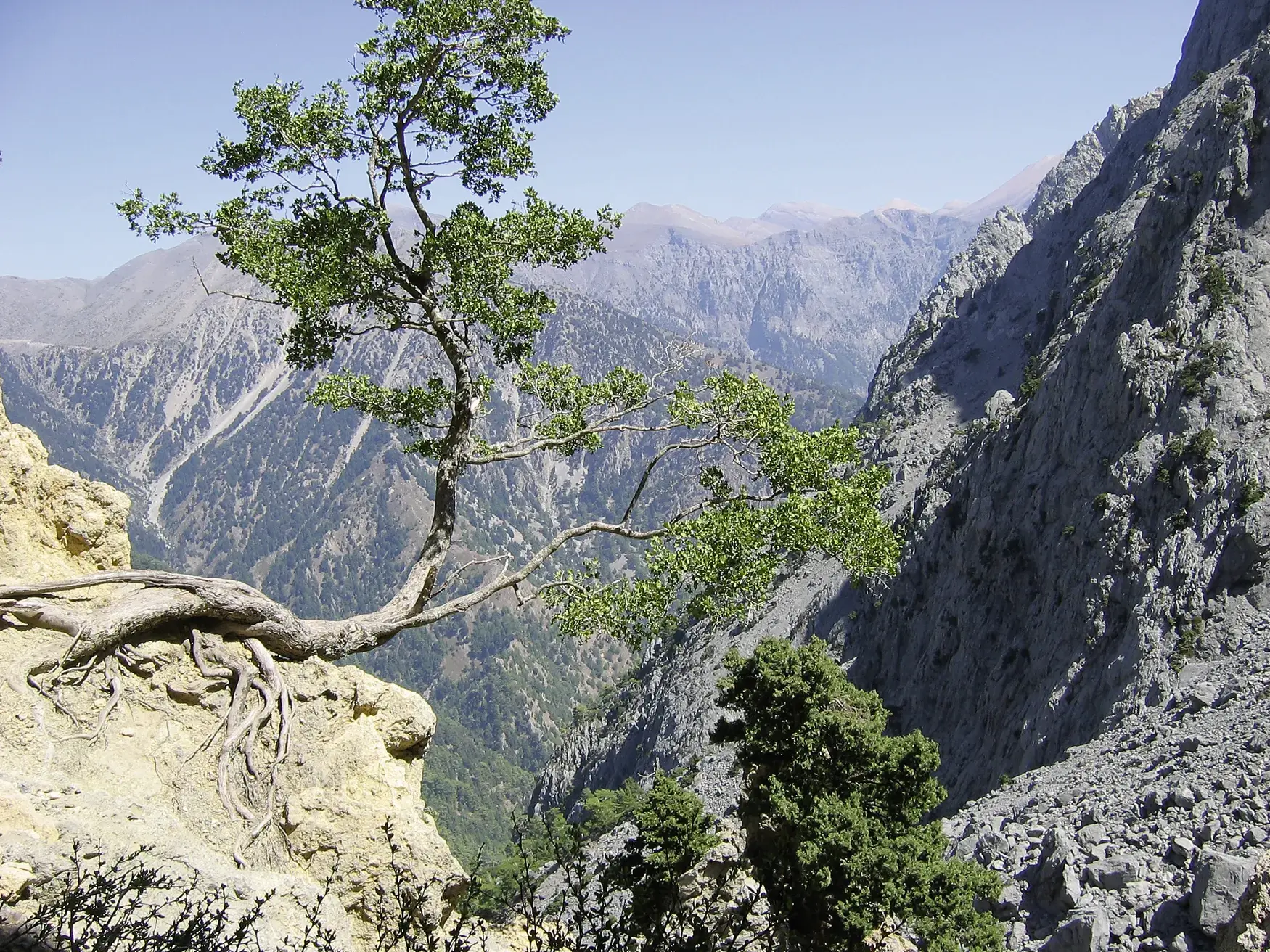 Knorrige Kiefer wächst an einer Felskante mit Panoramablick über die beeindruckende Samaria-Schlucht in den Lefka Ori auf Kreta.