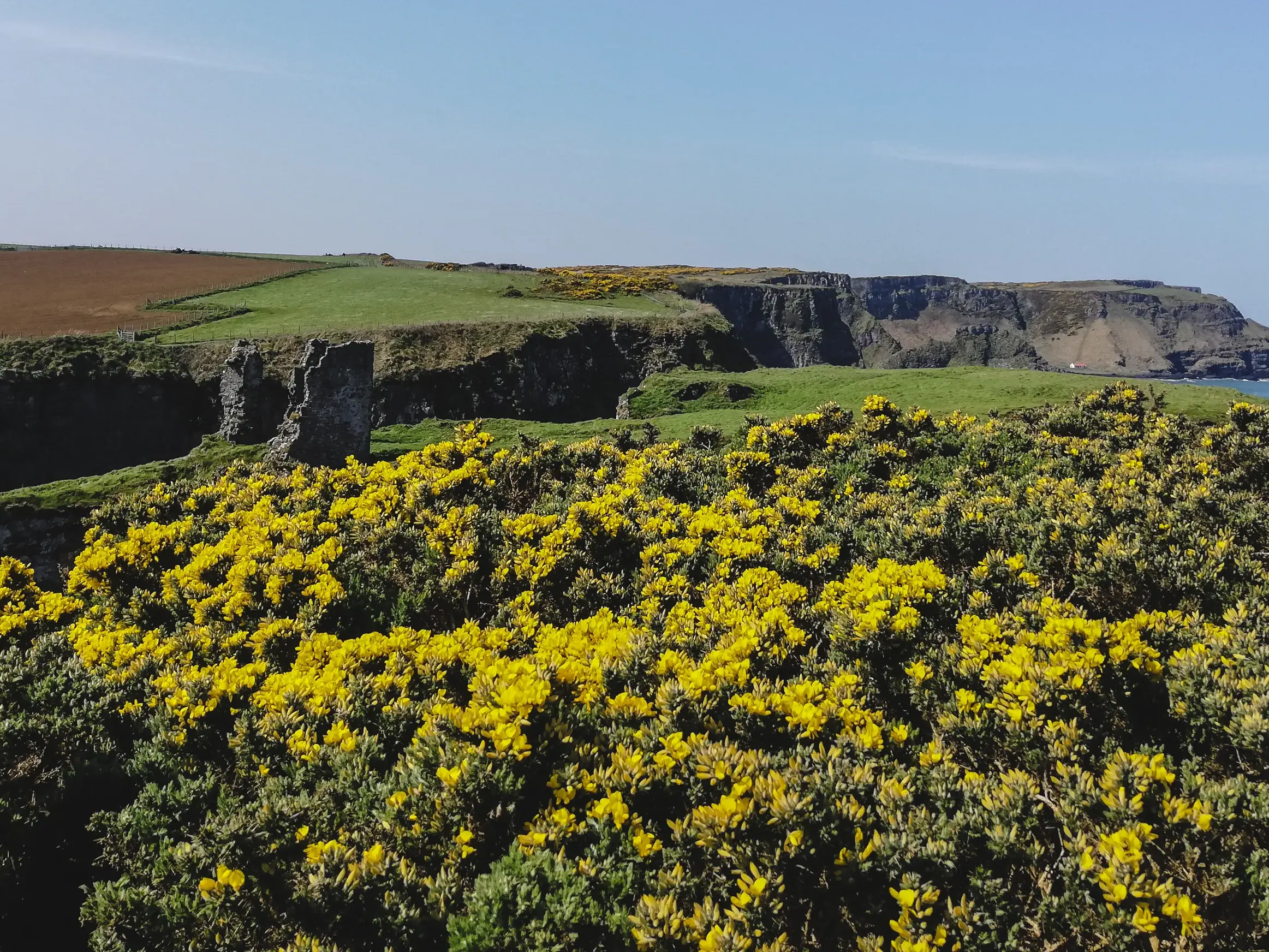 Wanderung entlang der Küste Irlands: Blick über blühenden Ginster auf die Ruine von Dunseverick Castle und den Benbane Head.