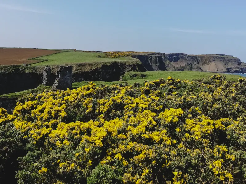 Gelb blühender Ginster an der Küste Nordirlands mit Blick auf die grünen Klippen und die Ruinen von Dunseverick Castle.