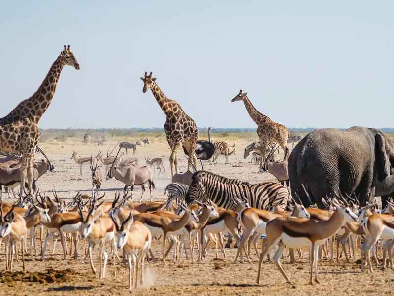 Vielfältige Tierwelt am Wasserloch im Etosha Nationalpark: Giraffen, Elefanten, Zebras und eine Herde Springböcke.