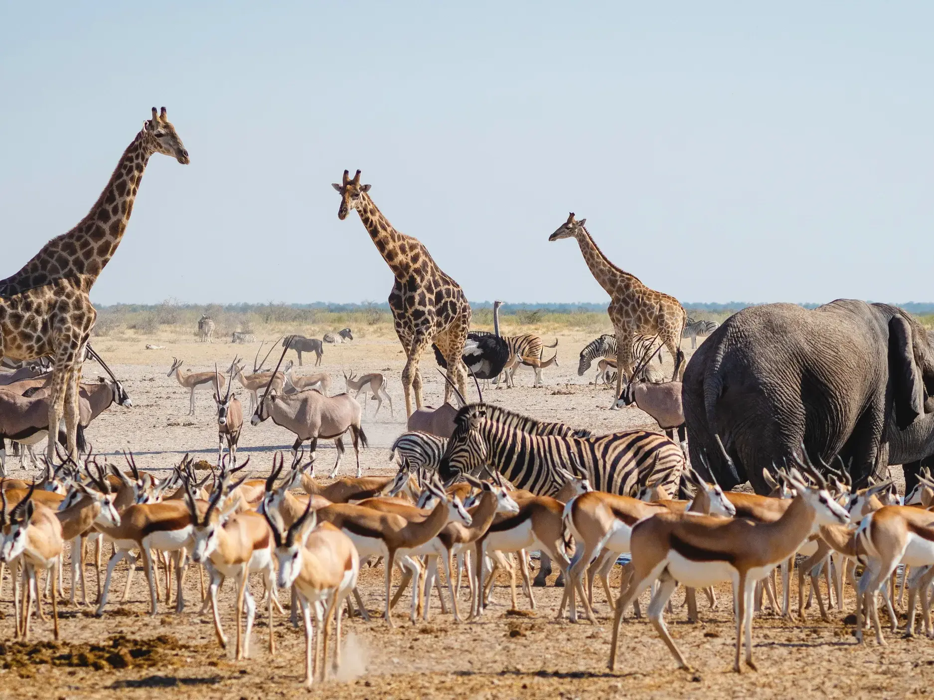 Elefanten, Giraffen, Zebras und Springböcke versammeln sich in der Savanne des Etosha-Nationalparks in Namibia.