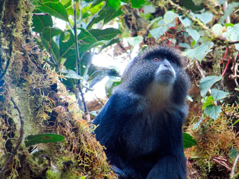 Eine neugierige Diademmeerkatze sitzt auf einem moosigen Ast im Regenwald auf der Marangu-Route am Kilimanjaro in Tansania.