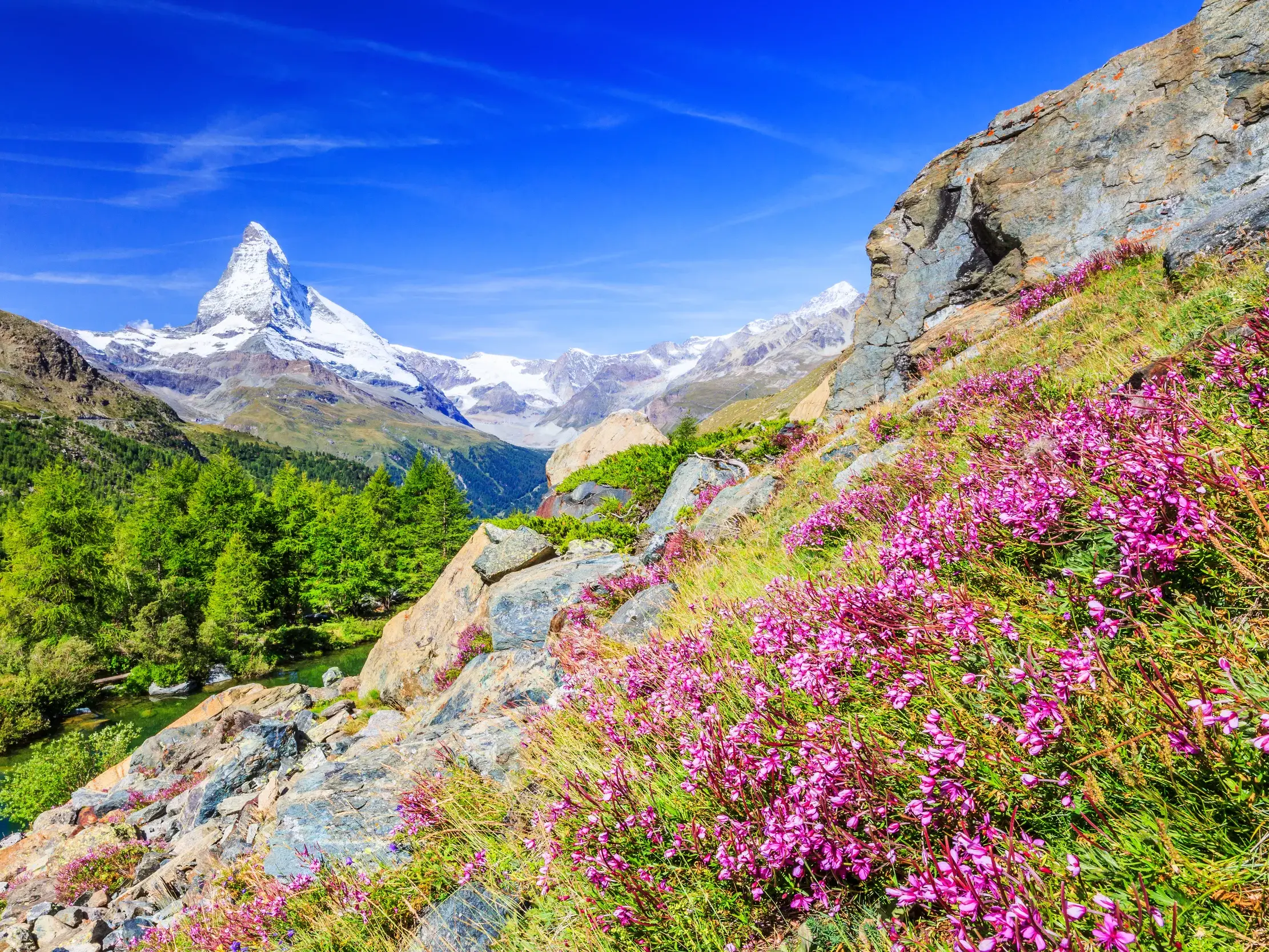 Blick vom Gornergrat auf das Matterhorn, Wahrzeichen der Schweiz, mit blühenden Alpenblumen im Vordergrund bei Zermatt.