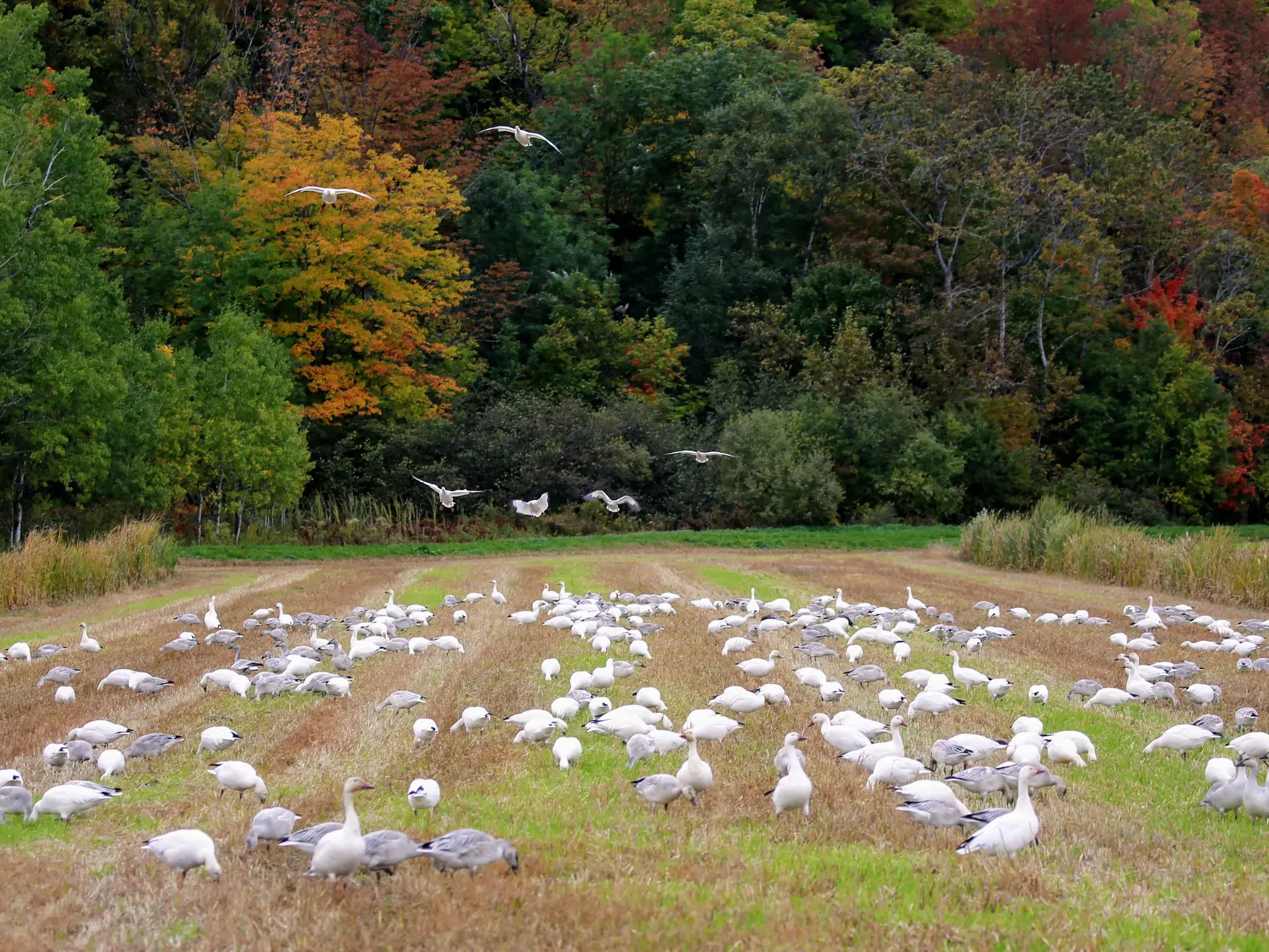 Großer Schwarm Schneegänse rastet im Reservat Cap Tourmente vor einem Wald im leuchtenden Indian Summer in Québec.