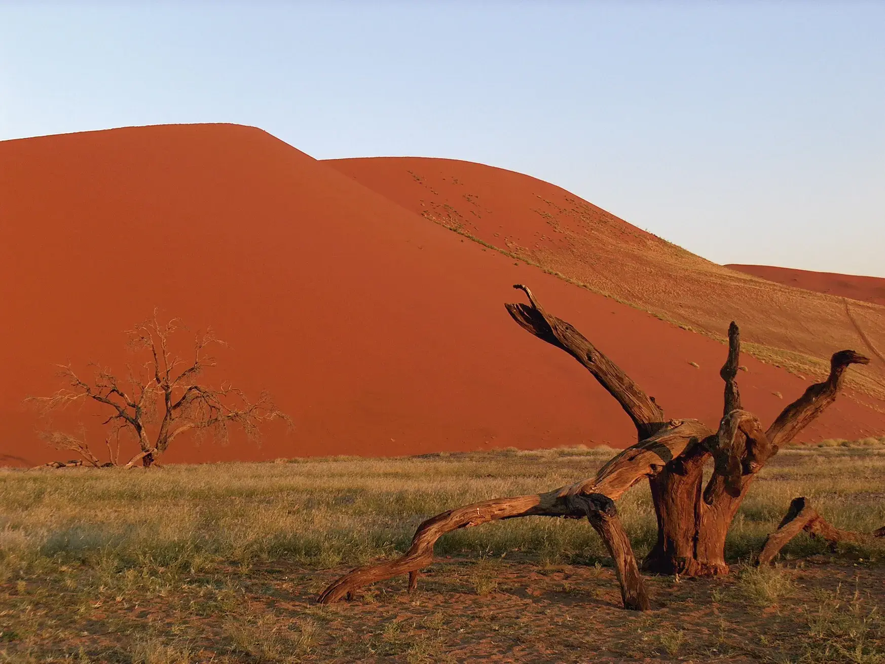 Knorrige, tote Bäume in der trockenen Steppe vor den leuchtend roten Sanddünen des Sossusvlei in Namibia.