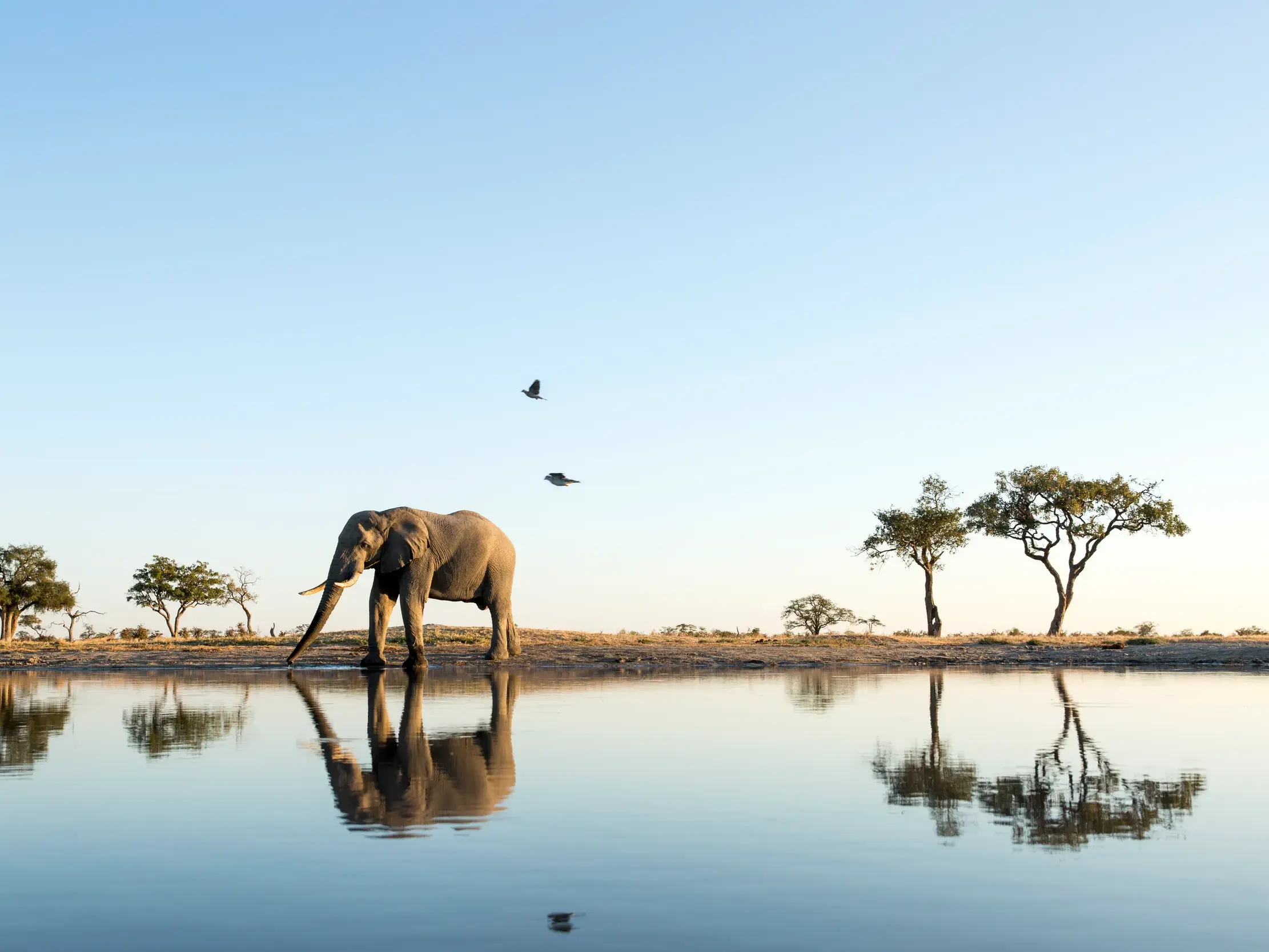 Afrikanischer Elefant trinkt am ruhigen Wasserloch im Chobe-Nationalpark, umgeben von der weiten Savanne Botswanas.