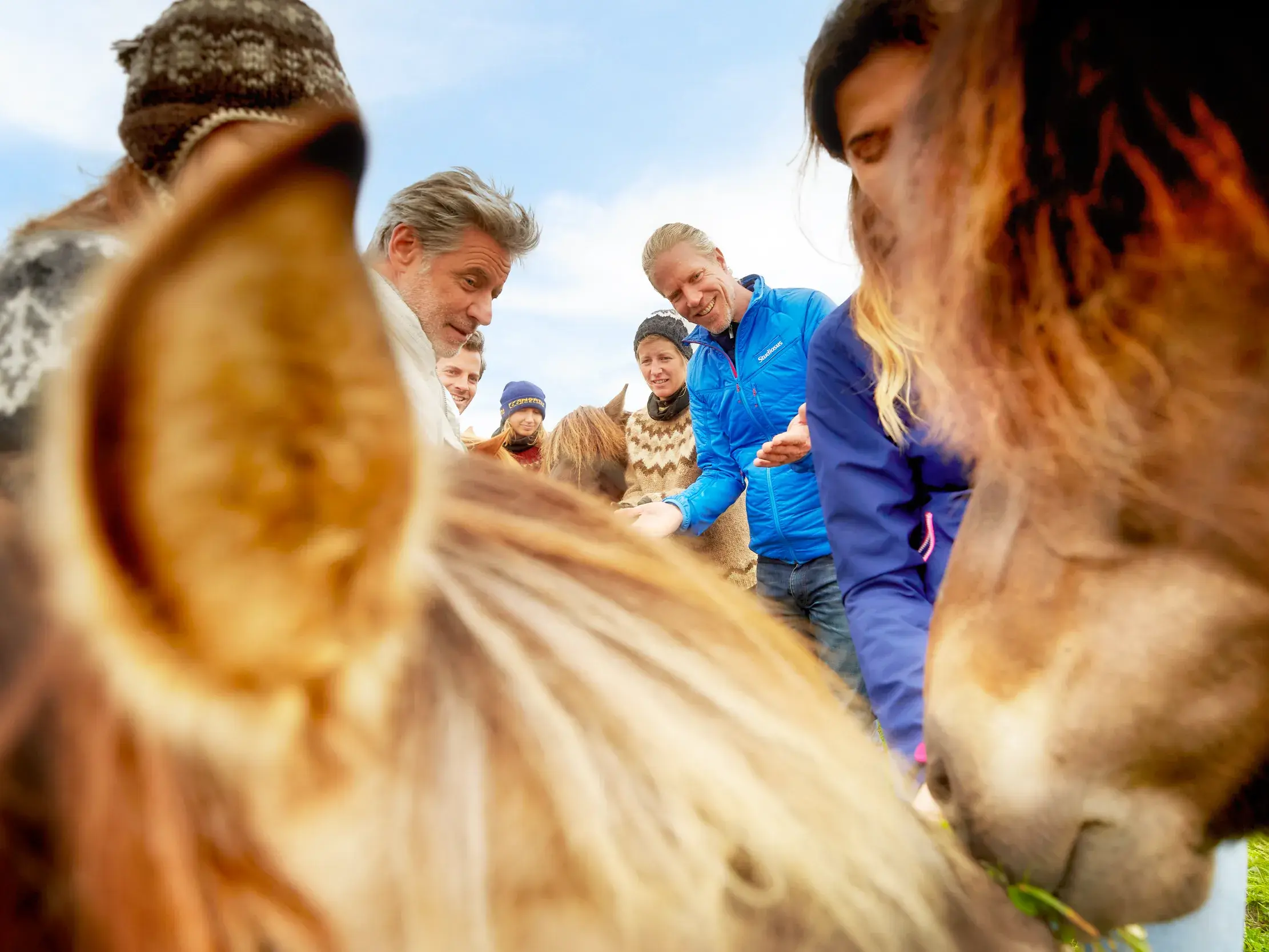 Eine Studiosus-Reisegruppe begegnet zutraulichen Islandpferden.