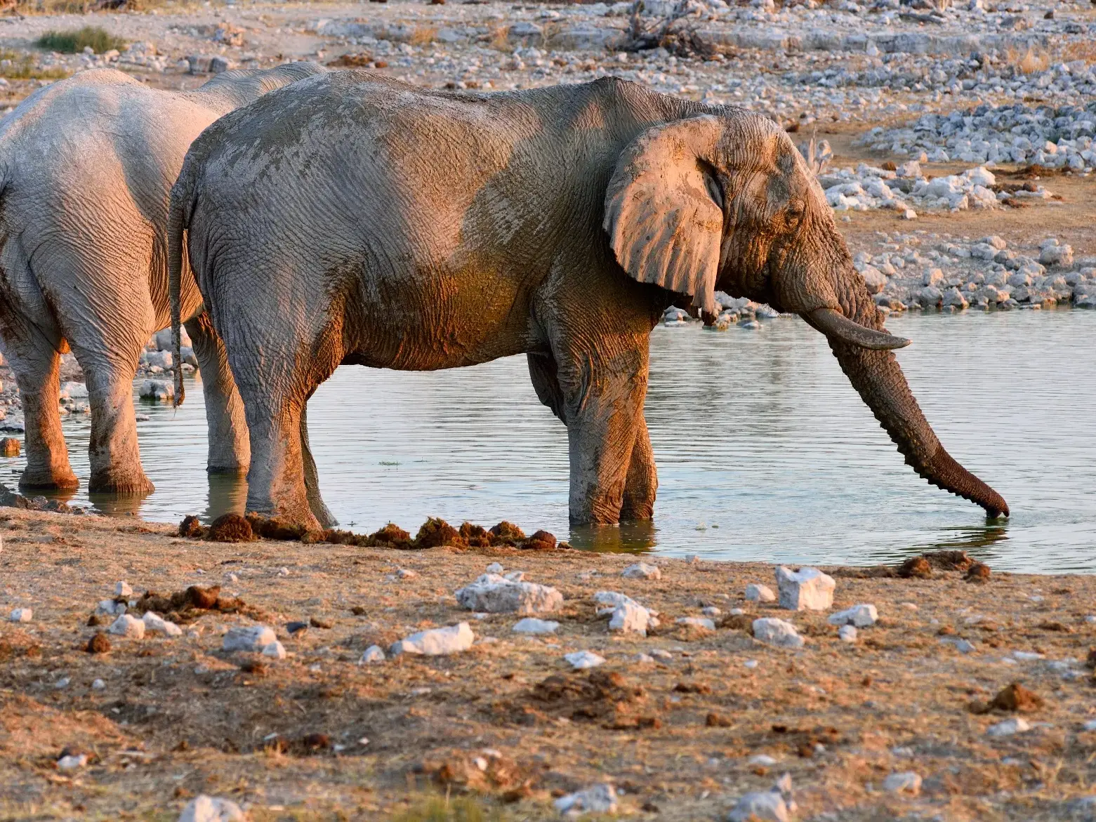 Zwei Wüstenelefanten stehen im warmen Abendlicht an einem Wasserloch in Namibia, einer trinkt mit dem Rüssel.