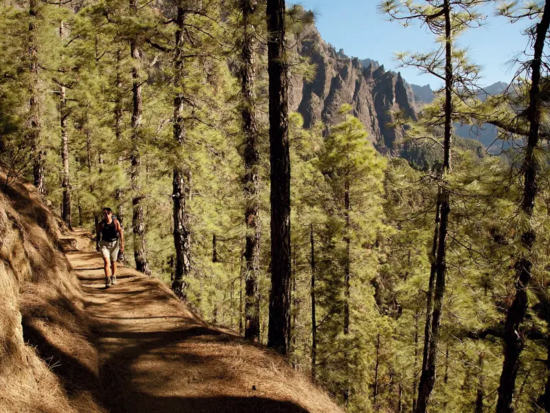 Wanderin auf einem schmalen Pfad in einem Kiefernwald mit Blick auf die Felswände der Caldera de Taburiente.
