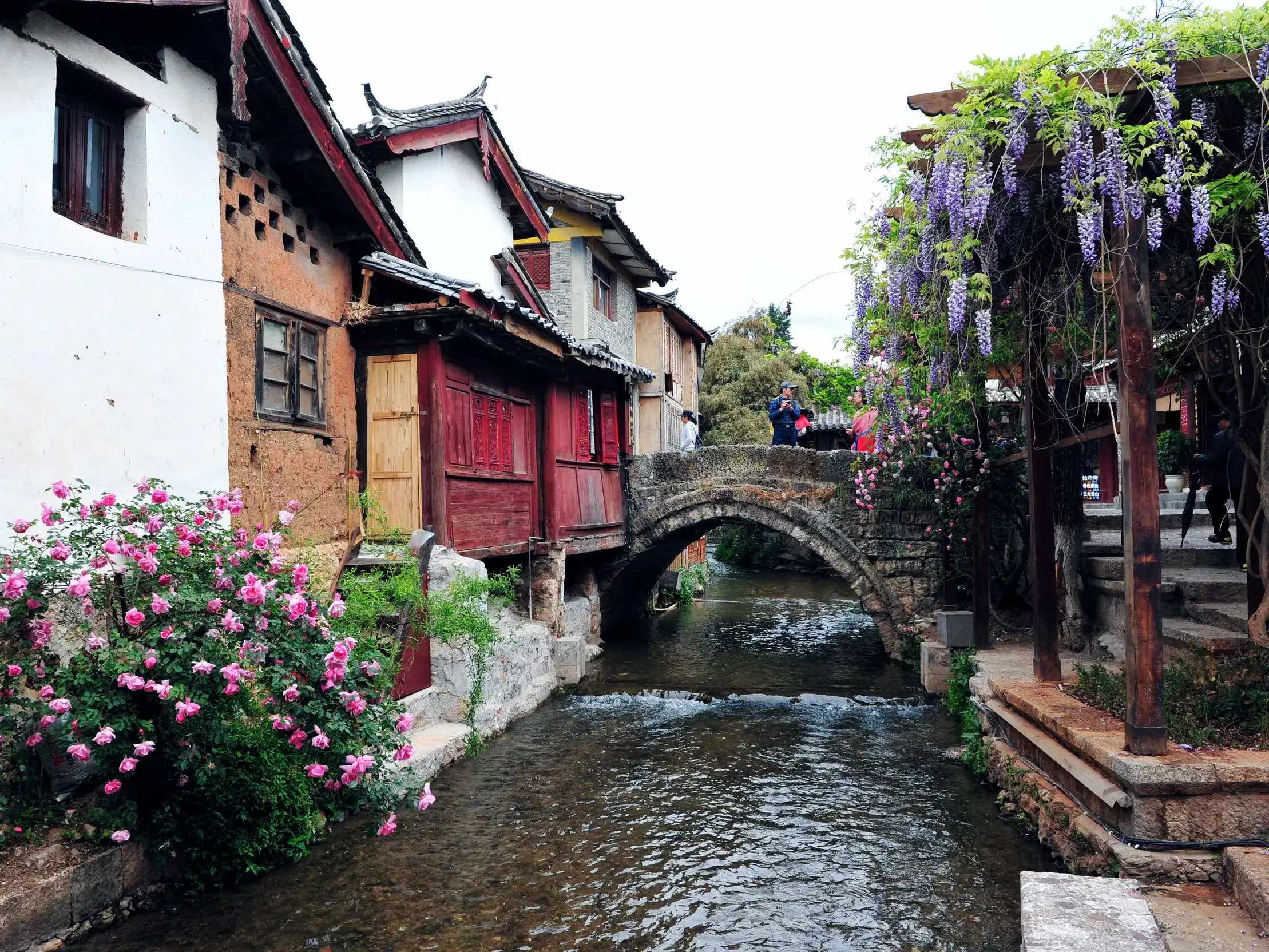 Idyllischer Kanal mit einer alten Steinbrücke, blühenden Rosen und traditioneller Architektur in der Altstadt von Lijiang in China.