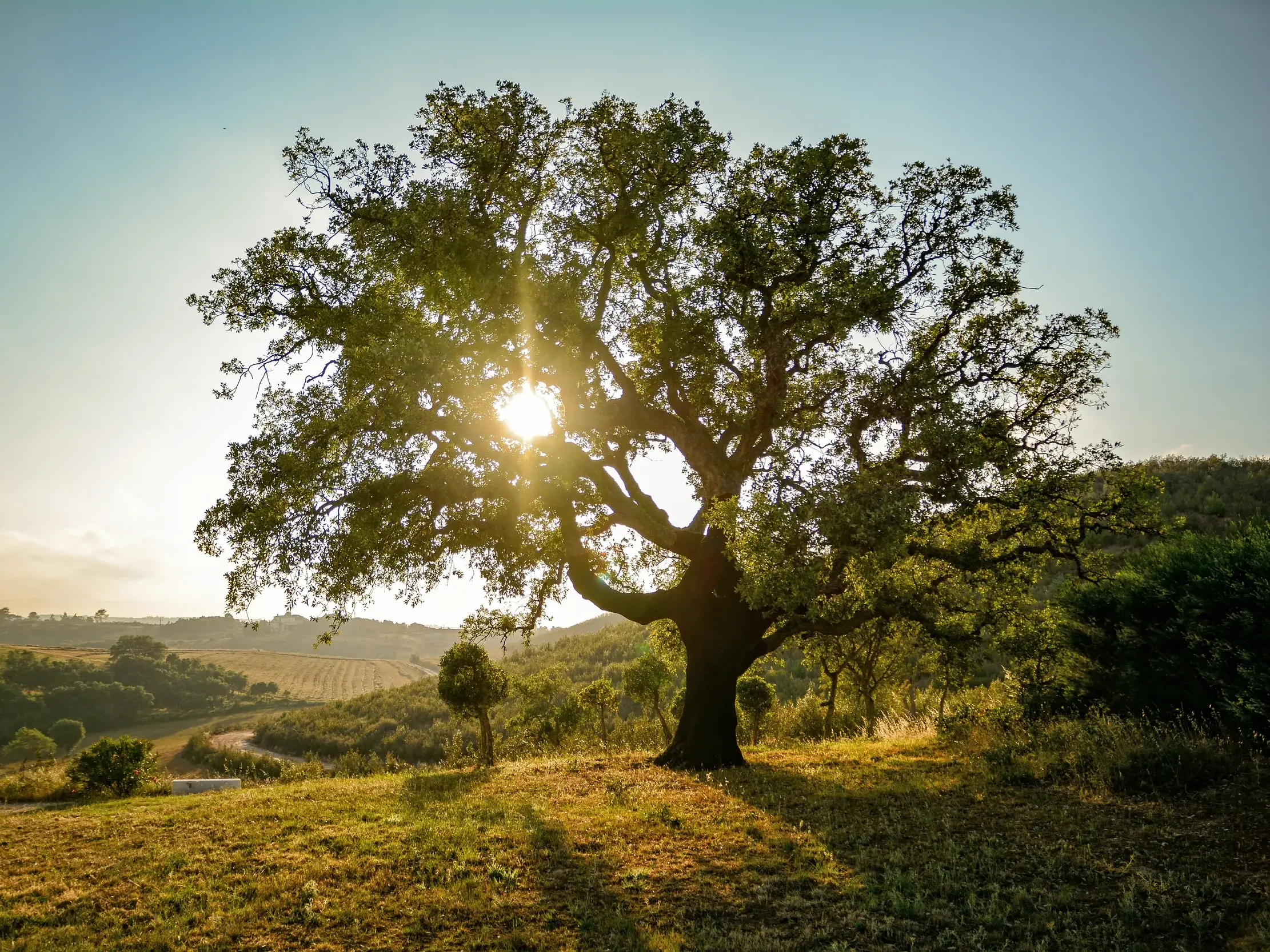 Eine große Korkeiche steht auf einem Hügel, die Sonne scheint durch die Blätter in der weiten Landschaft des Alentejo.