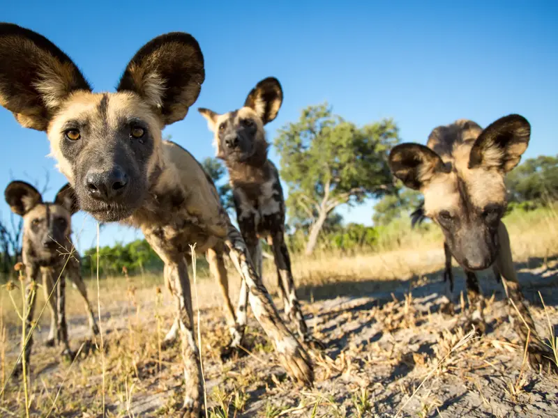 Nahe Begegnung mit einem Rudel Afrikanischer Wildhunde auf einer Safari im Moremi-Wildreservat, Botswana, aus der Froschperspektive.