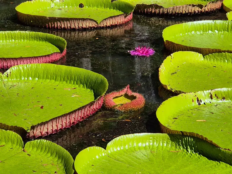 Riesige grüne Seerosenblätter der Victoria Regia und eine pinke Blüte im Botanischen Garten Pamplemousses auf Mauritius.