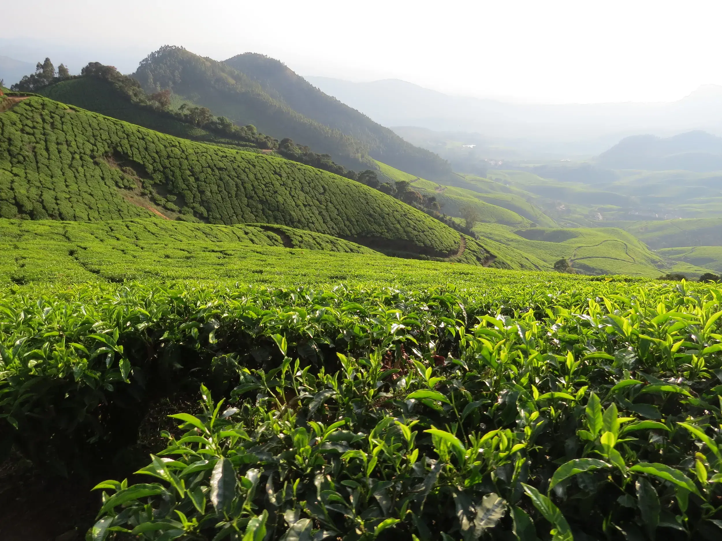 Nahaufnahme von Teeblättern vor der Kulisse der grünen Teeplantagen an den Hängen der Western Ghats bei Munnar.