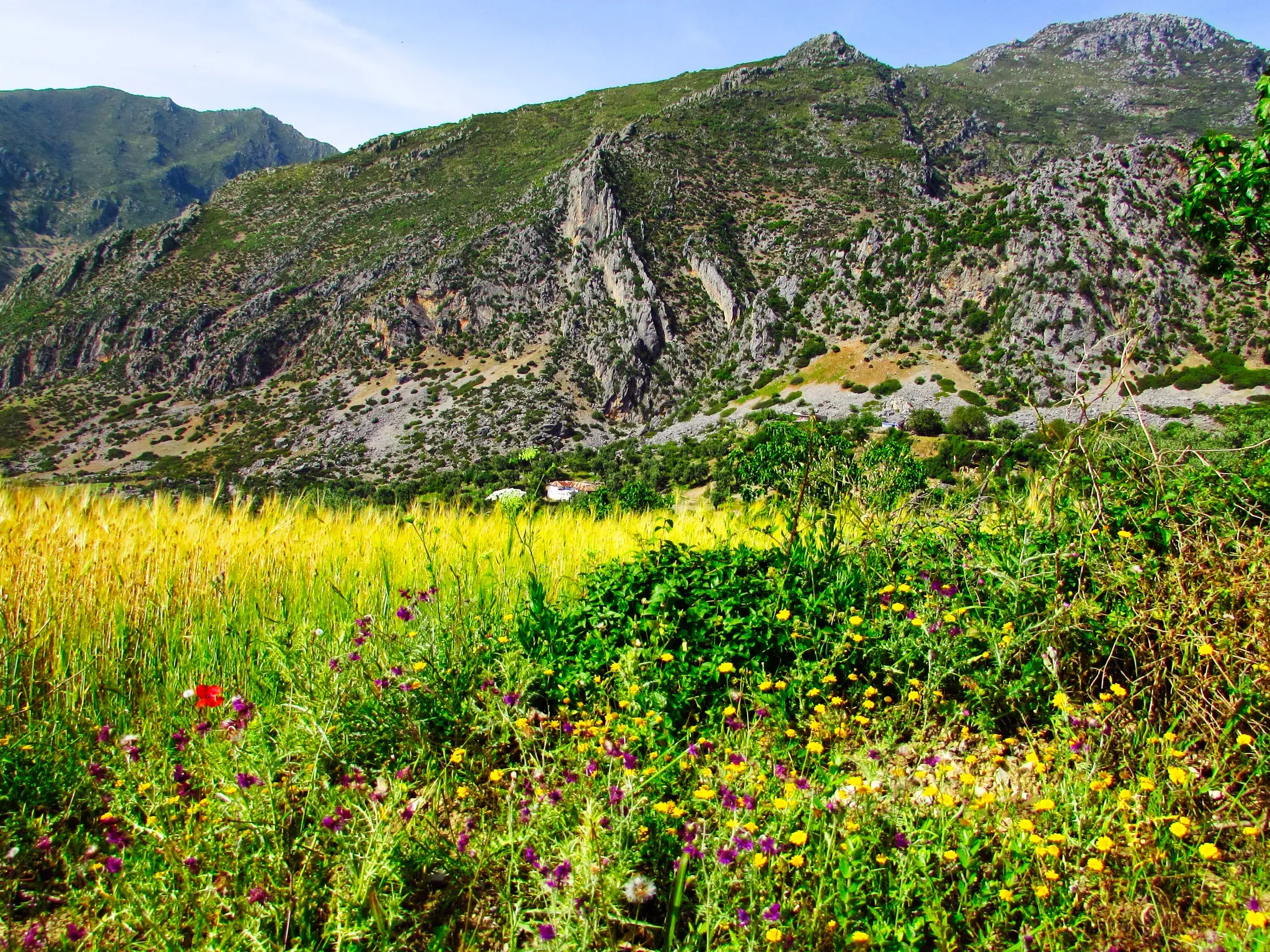 Bunte Wildblumen und goldenes Getreide auf einer Wanderung durch die fruchtbare Berglandschaft des Hohen Atlas in Marokko.
