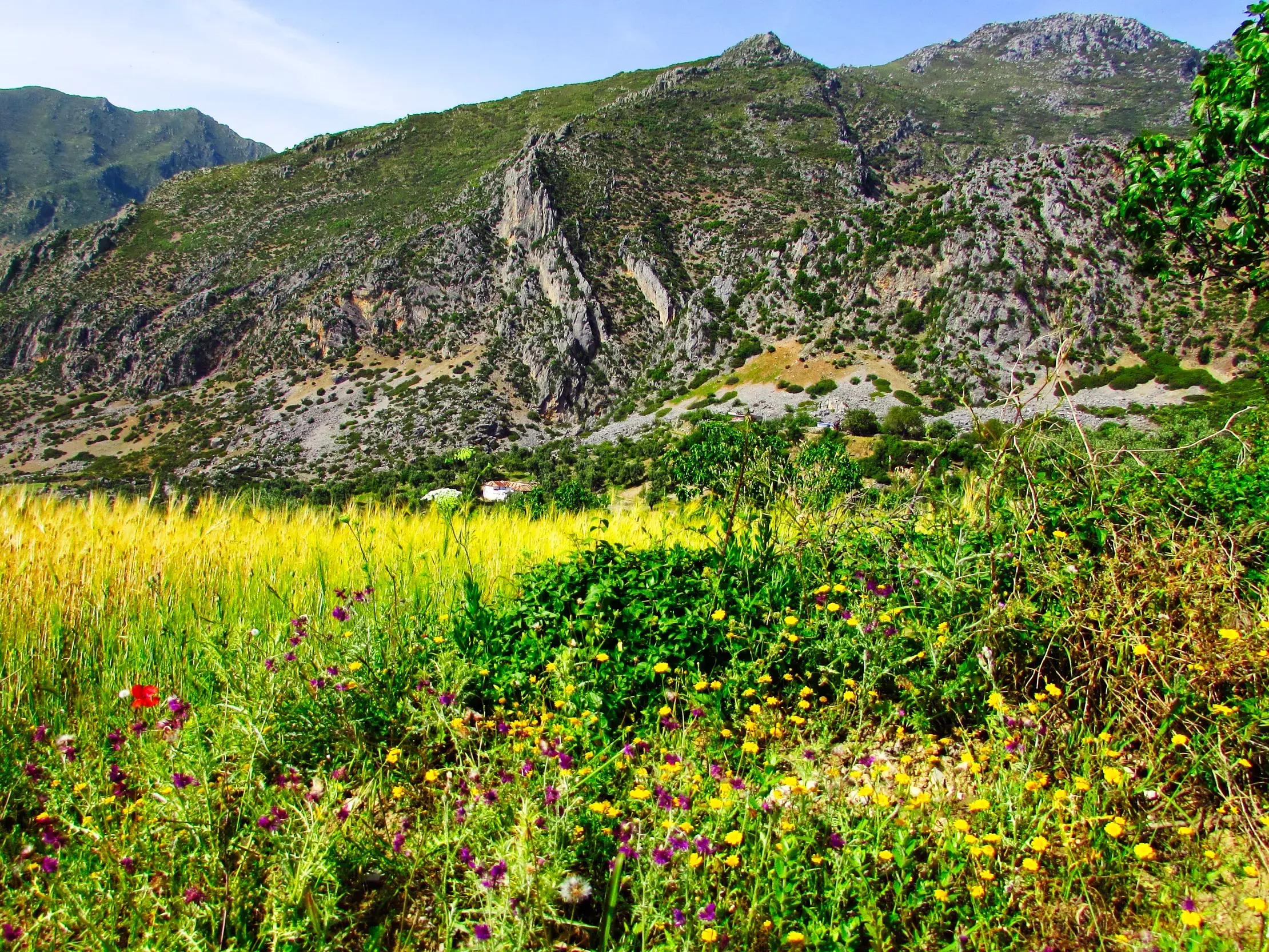 Bunte Wildblumenwiese vor der majestätischen, grünen Bergkulisse des Rif-Gebirges während einer Wanderreise in Marokko.