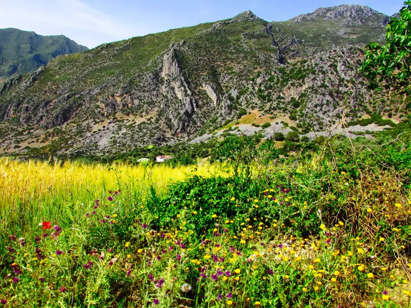 Bunte Wildblumenwiese vor der majestätischen, grünen Bergkulisse des Rif-Gebirges während einer Wanderreise in Marokko.