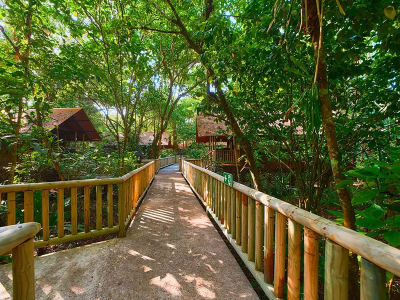 Auf einer Kleingruppenreise in Costa Rica führt ein Holzsteg durch den sonnigen Regenwald durch die Anlage der Aninga Lodge in Tortuguero.