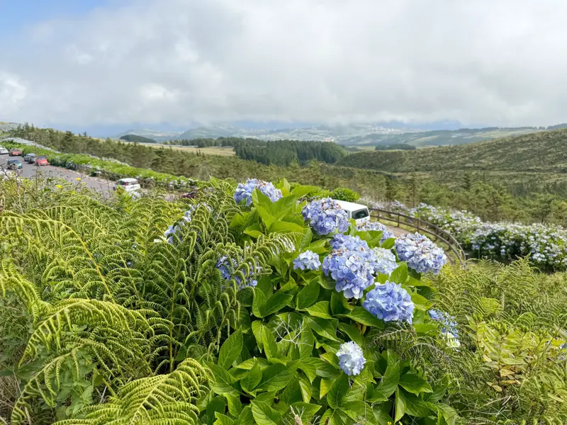 Blaue Hortensienhecken und Farne am Straßenrand mit Blick über die grüne Vulkanlandschaft der Azoreninsel Sao Miguel.