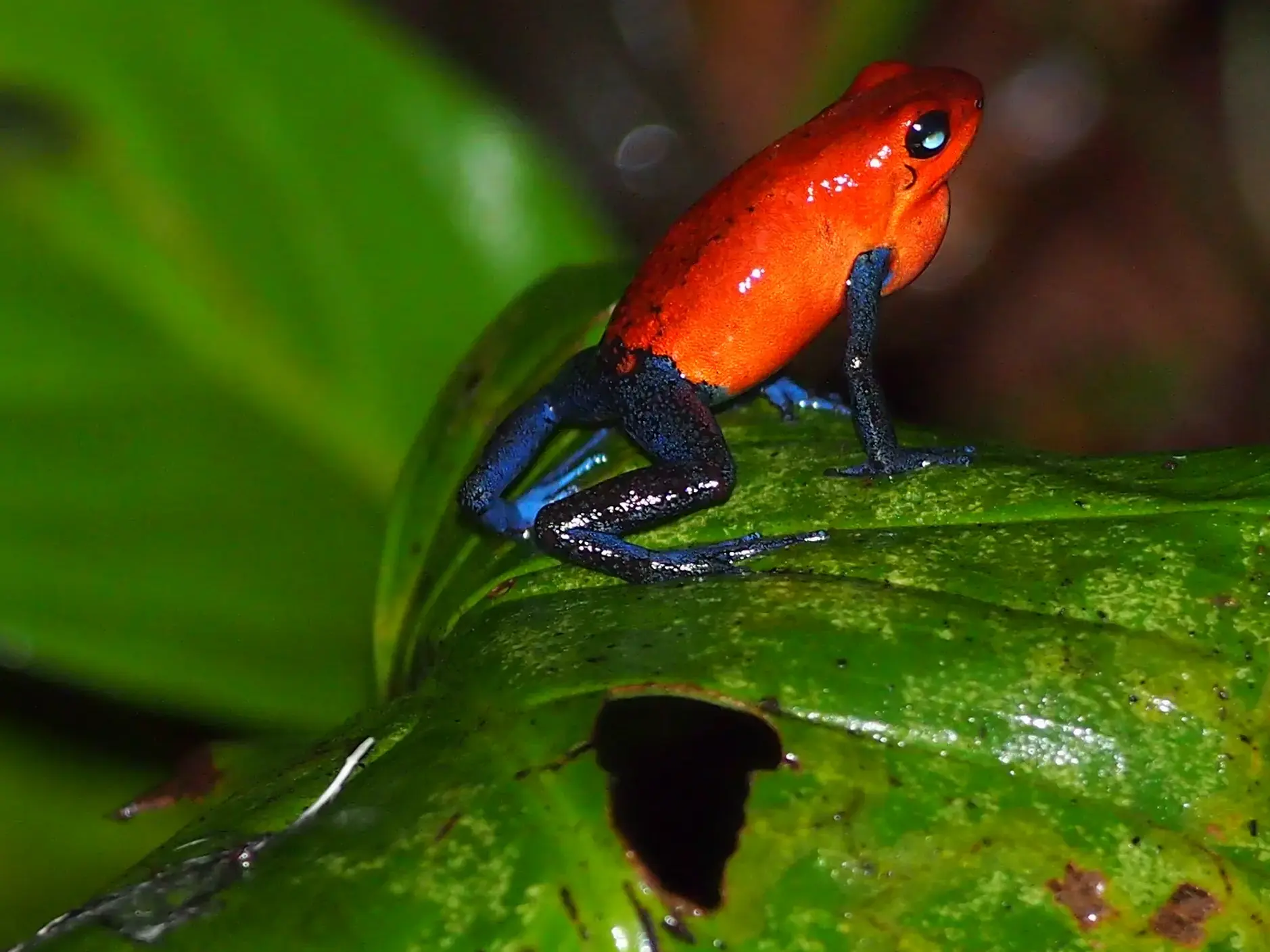 Nahaufnahme eines leuchtend roten Erdbeerfröschchens mit blauen Beinen, das auf einem großen, nassen Blatt im Regenwald von Costa Rica sitzt.