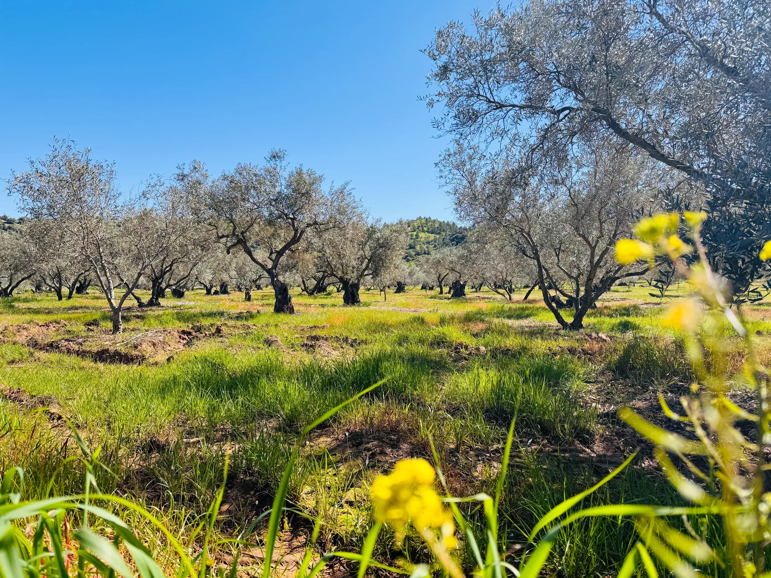 Knorrige Olivenbäume in einem weiten Hain in Andalusien, umgeben von einer grünen Wiese unter strahlend blauem Himmel.
