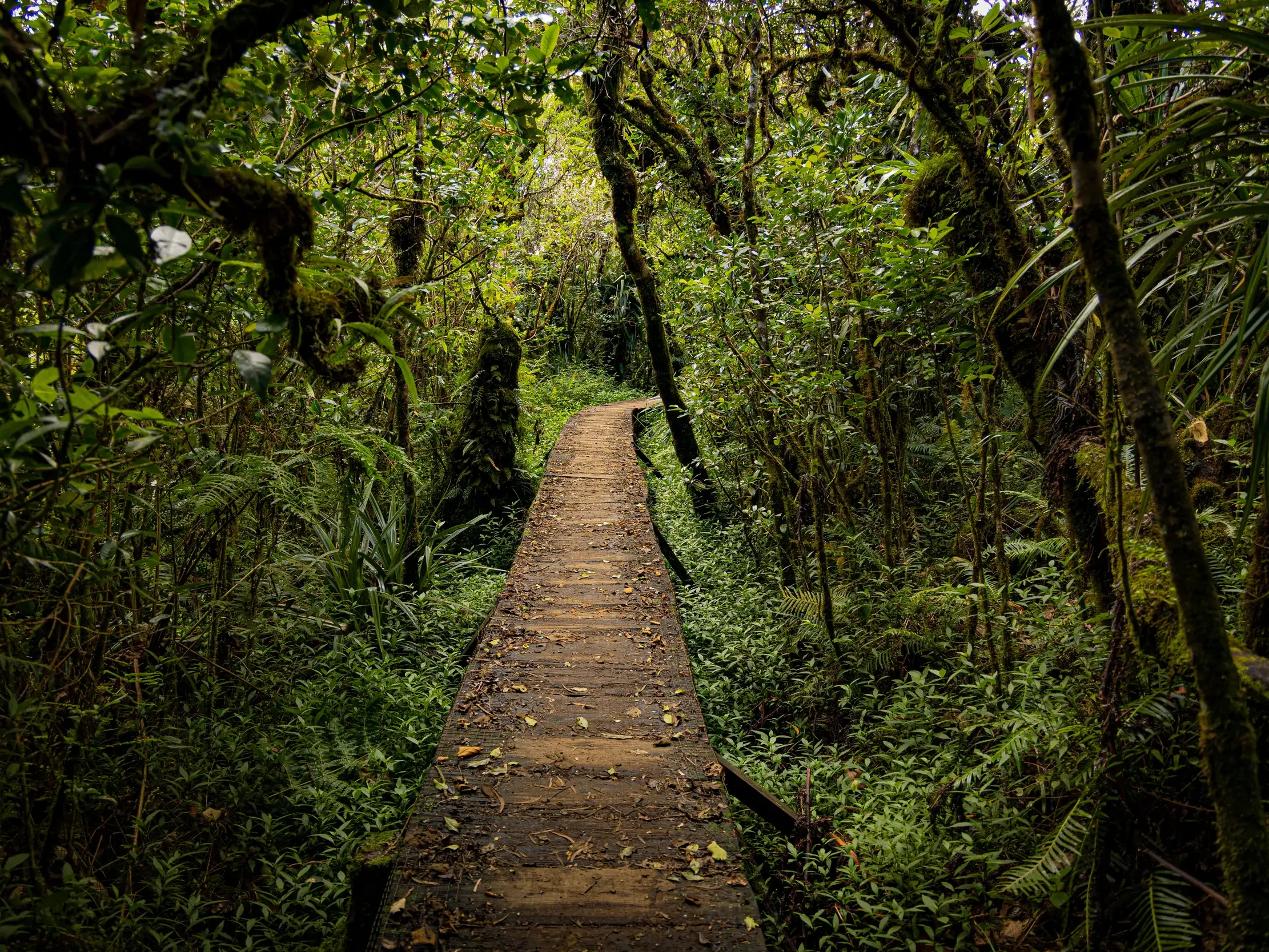 Ein Holzsteg als Wanderweg führt auf einer Trekkingreise durch den üppigen, tropischen Regenwald im Bélouve-Reservat auf La Réunion.