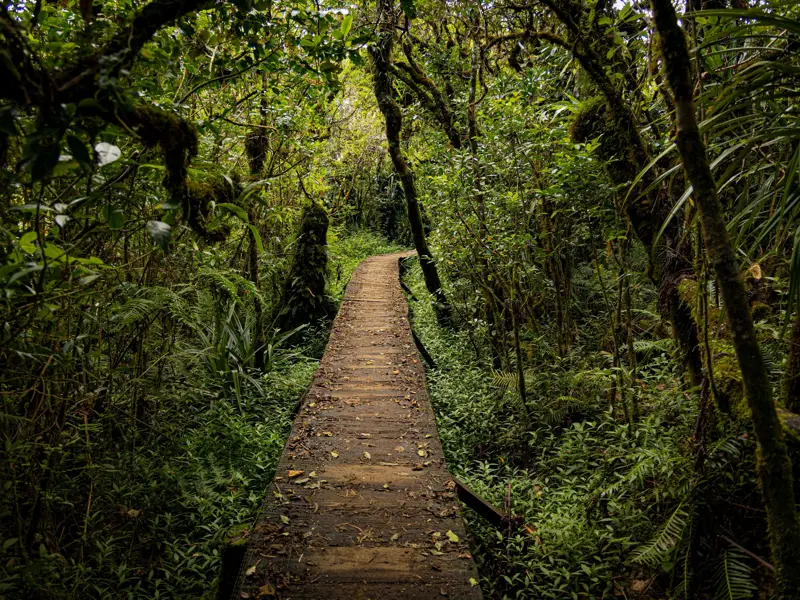 Ein Holzsteg als Wanderweg führt auf einer Trekkingreise durch den üppigen, tropischen Regenwald im Bélouve-Reservat auf La Réunion.