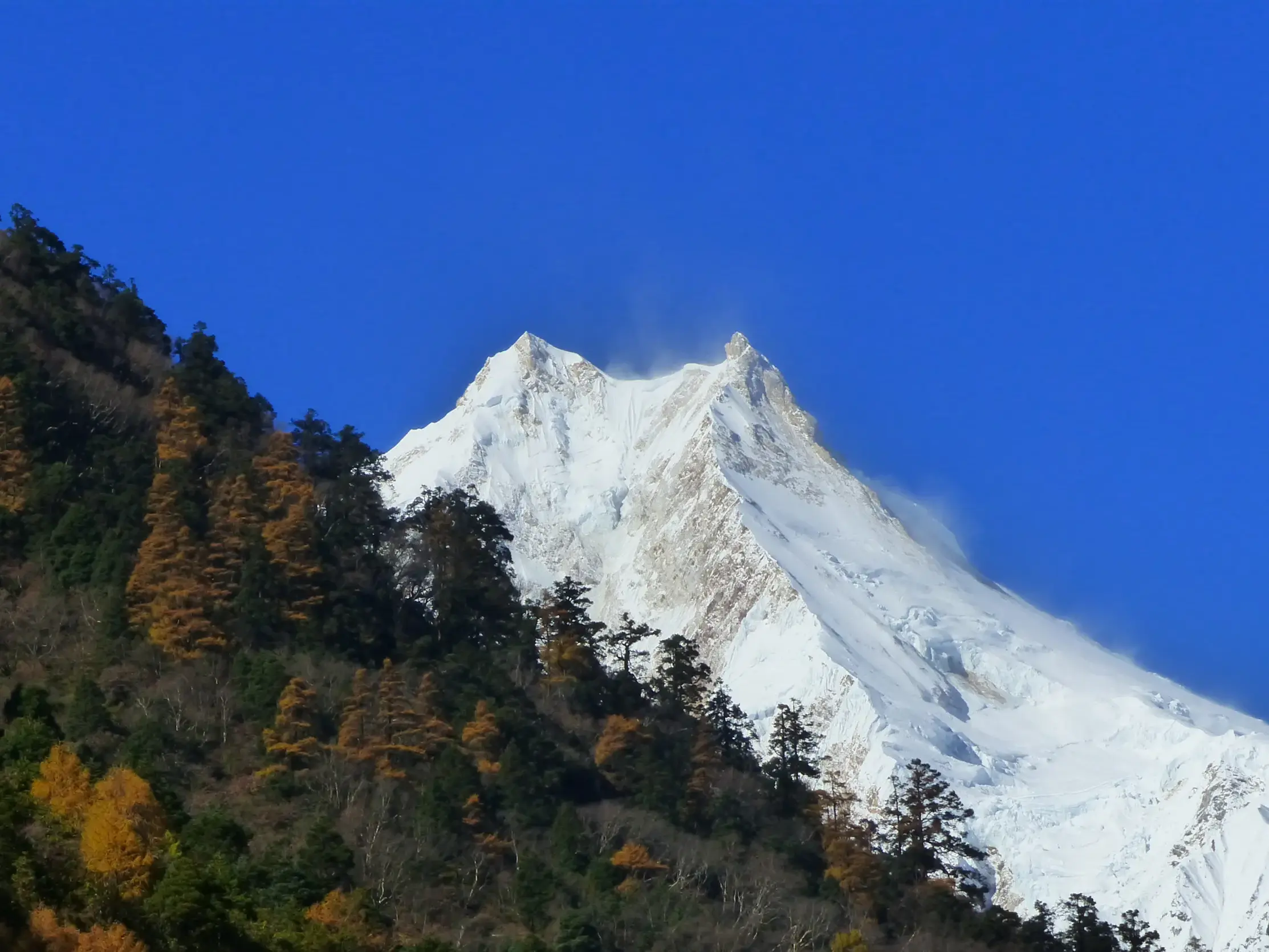 Der schneebedeckte Doppelgipfel des Manaslu in Nepal ragt über herbstlich gefärbte Wälder in den strahlend blauen Himmel.