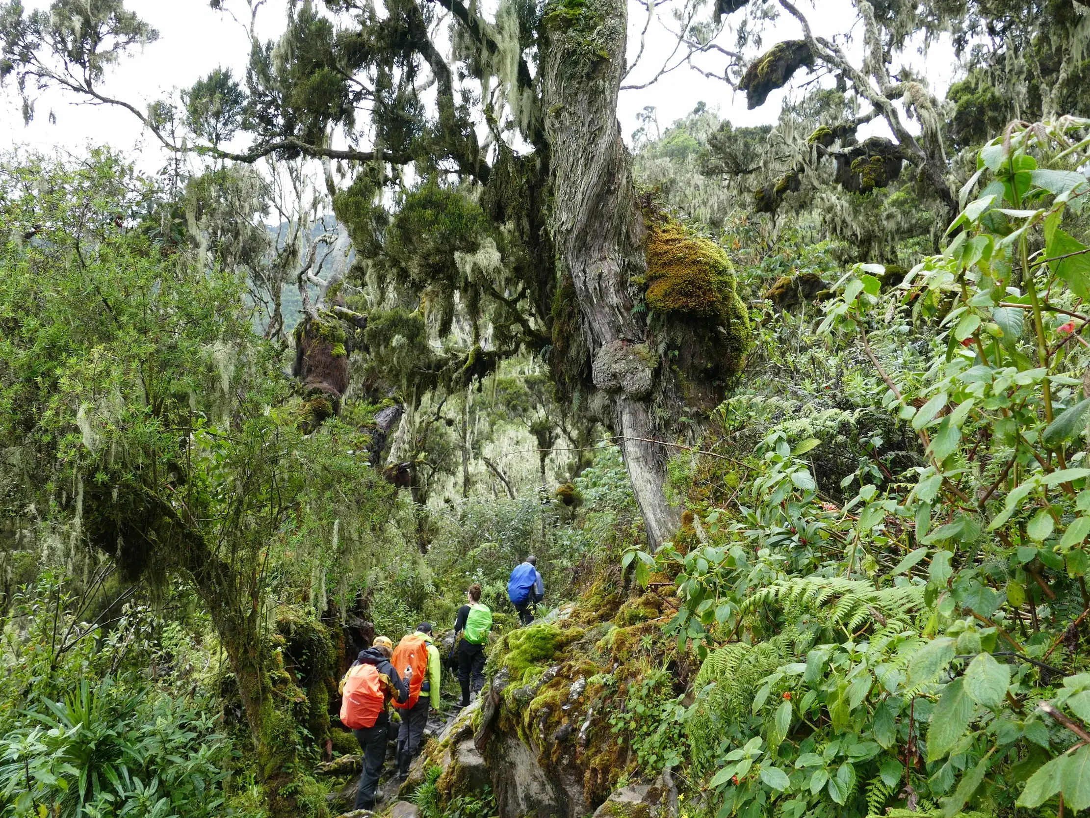 Eine Wandergruppe auf schmalem Pfad durch den urwüchsigen Bergwald des Ruwenzori-Gebirges mit moosbewachsenen Bäumen.