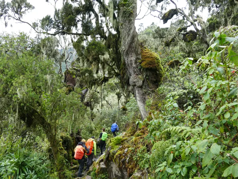 Eine Wandergruppe auf schmalem Pfad durch den urwüchsigen Bergwald des Ruwenzori-Gebirges mit moosbewachsenen Bäumen.